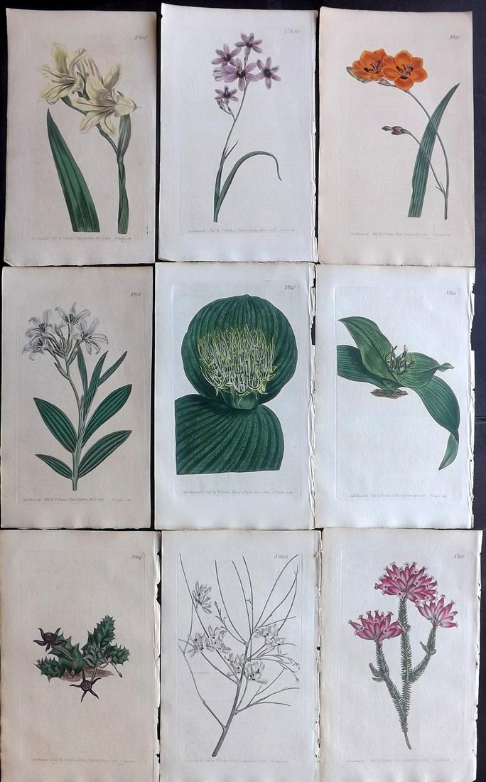 Curtis, William 1803 Lot of 9 Hand Col Botanical Prints (1 of 2)