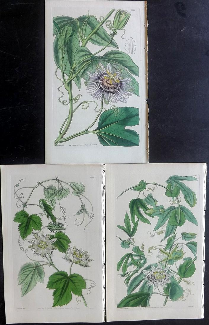 Curtis, William 1838 Lot of 3 HC Prints. Passion (1 of 2)