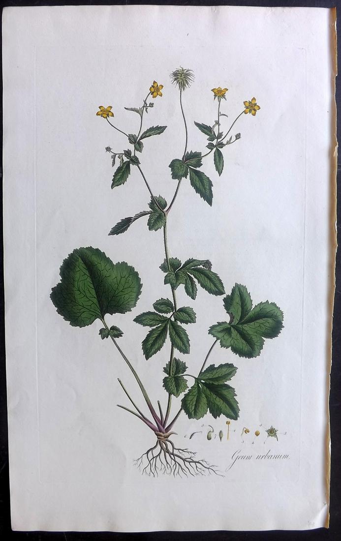 Curtis, William C1780 LG HC Botanical. Common Avens (1 of 2)