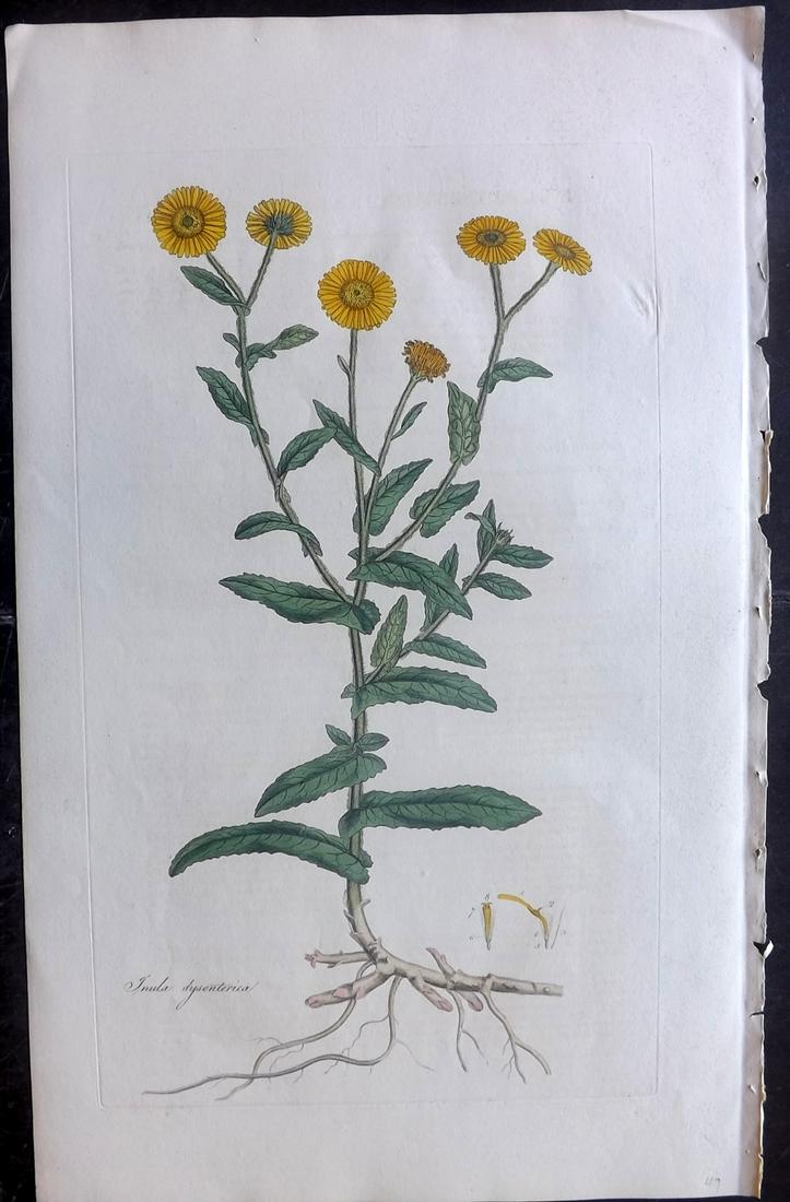 Curtis, William C1780 LG HC Botanical. Common Fleabane (1 of 2)