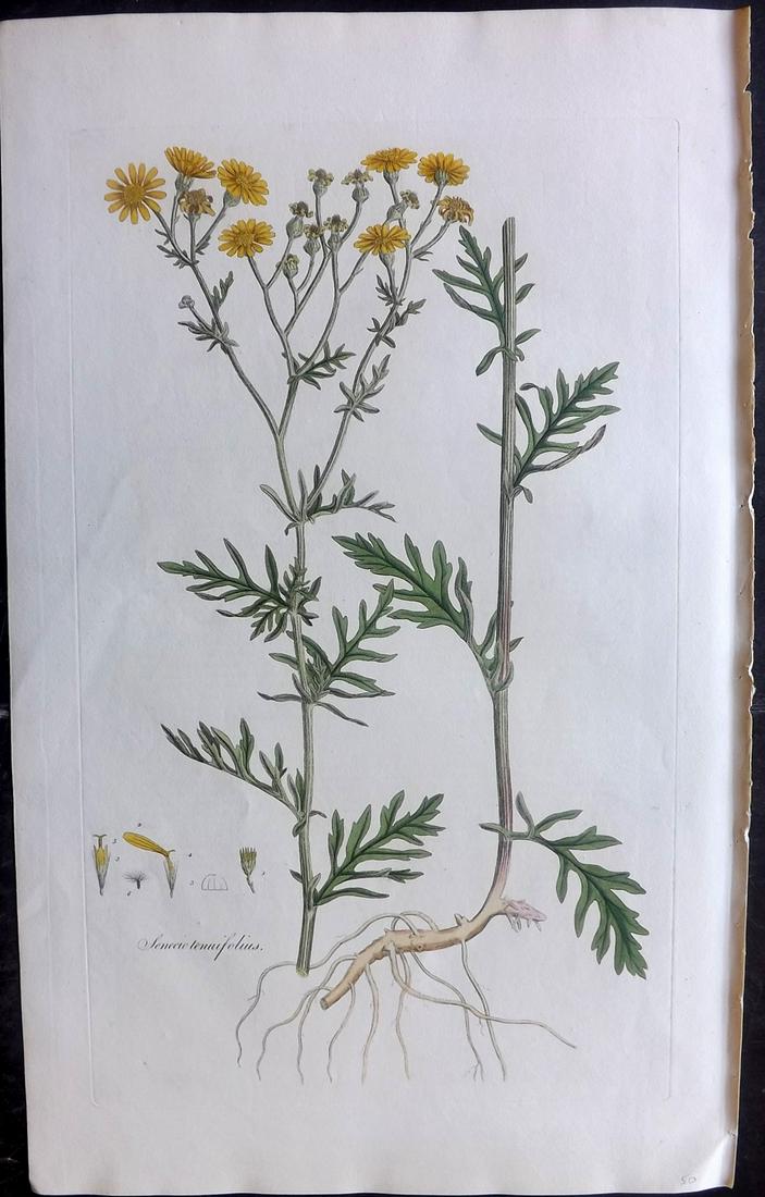 Curtis, William C1780 LG HC Botanical. Hoary Ragwort (1 of 2)