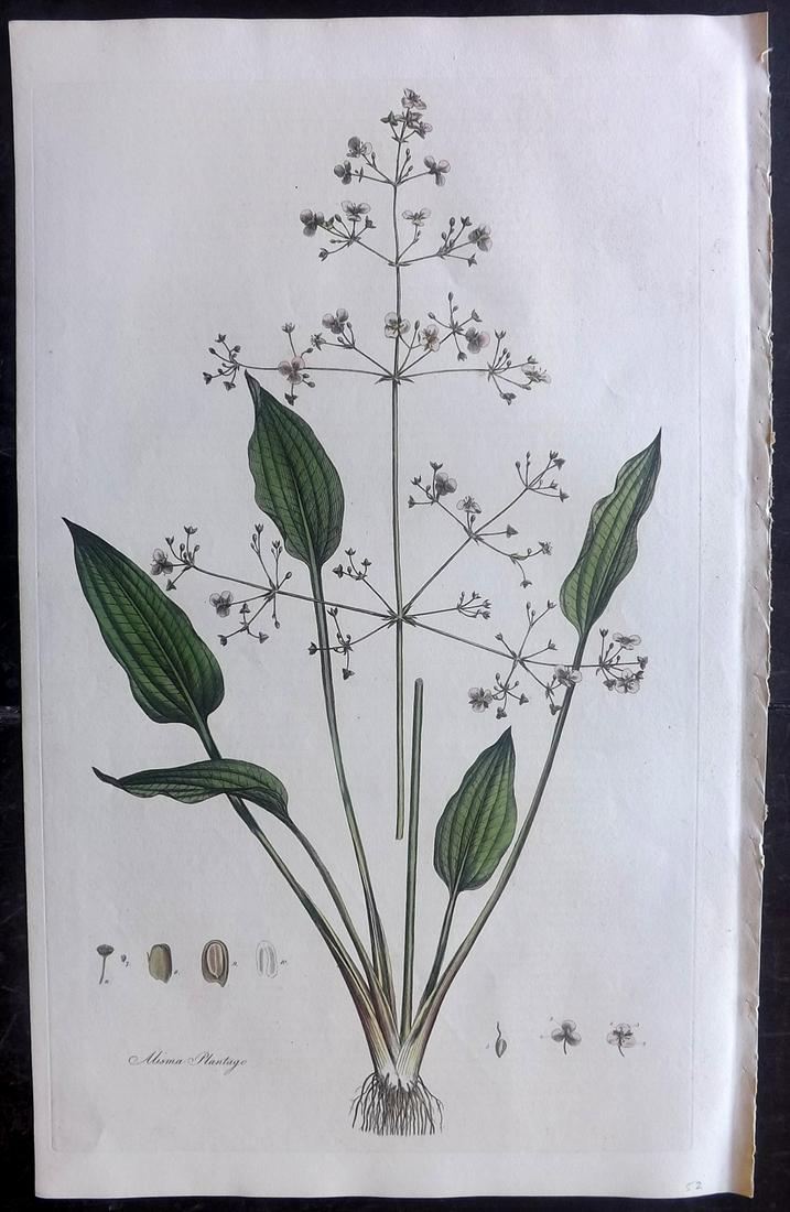 Curtis, William C1780 LG HC Botanical. Water Plantain (1 of 2)