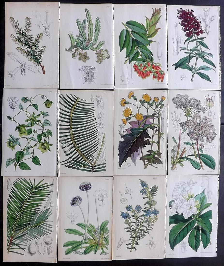 Curtis, William C1850-70 Lot of 12 HC Botanical Prints (1 of 2)