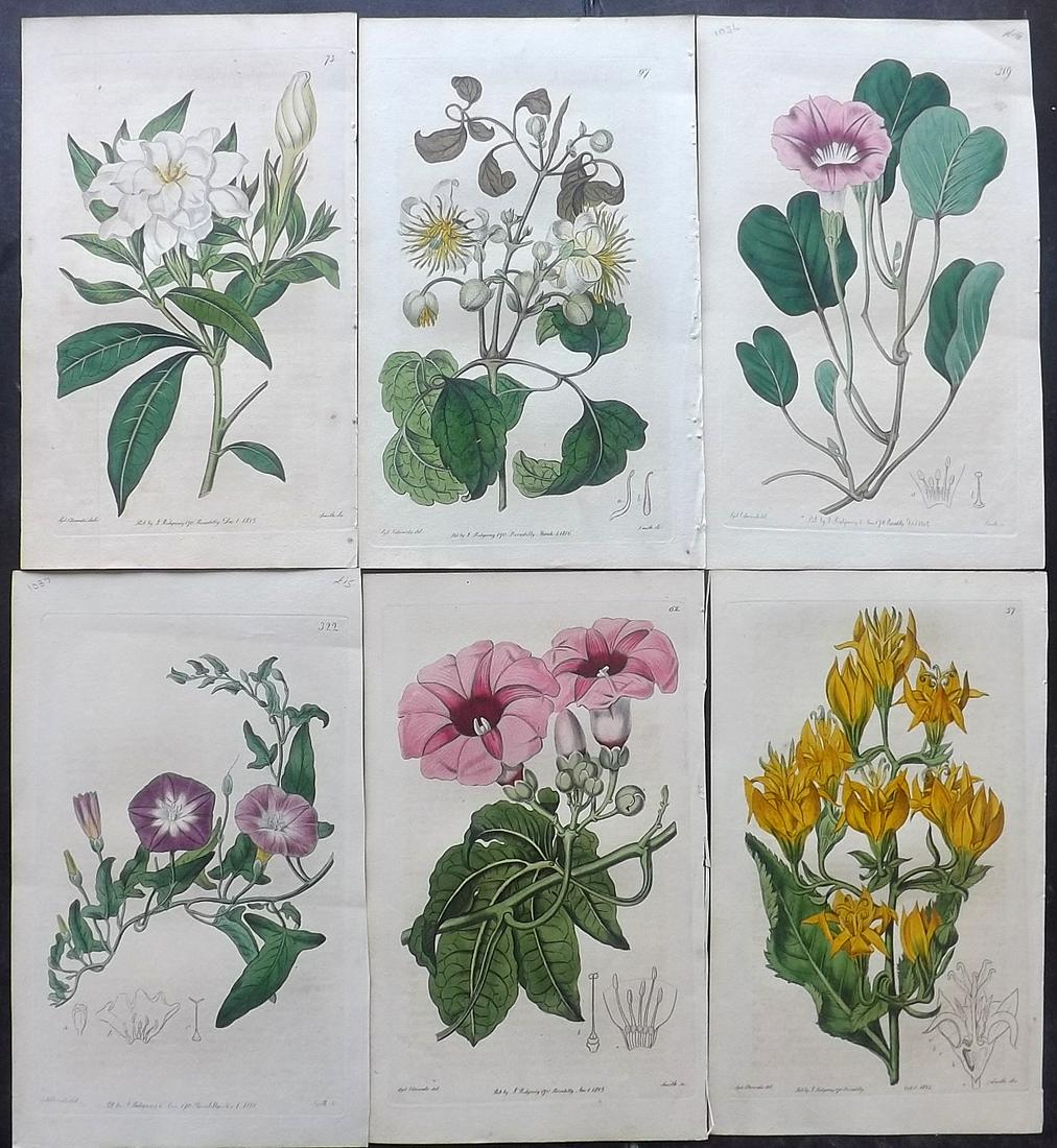 Edwards, Sydenham 1816 Lot of 6 HC Botanical Prints (1 of 2)