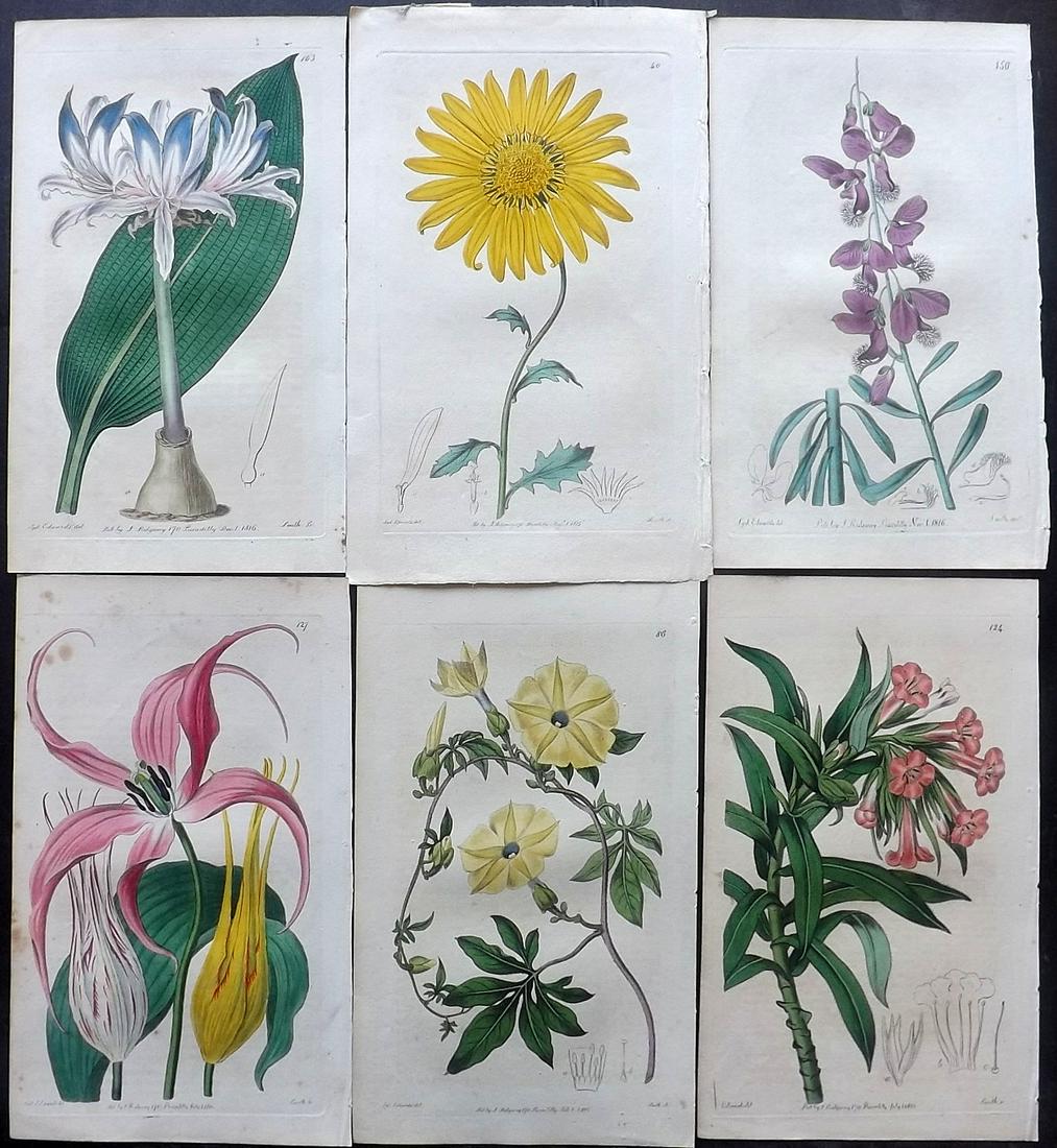 Edwards, Sydenham 1816 Lot of 6 HC Botanical Prints (1 of 2)