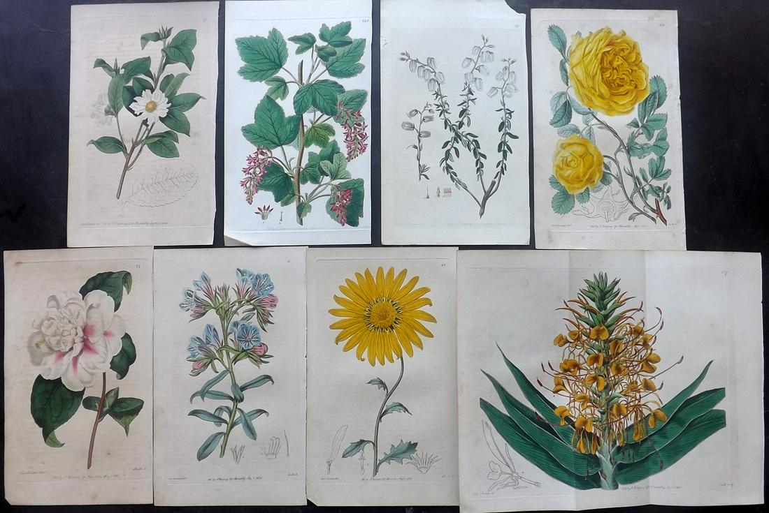 Edwards, Sydenham 1816 Lot of 8 HC Botanical Prints: Incl one double. Two are lacking text. Hand Colored Etchings Published 1815-47, London for "The Botanical Register" by Sydenham Edwards. With accompanying descriptive text. Paper Size: 9 x 5.5 inch (2