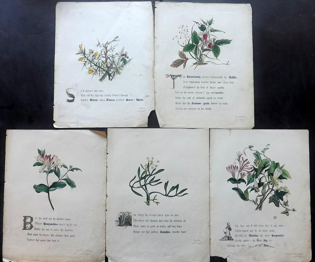 Giraud, Jane 1846 Lot 5 Flowers of Shakespeare Prints (1 of 2)