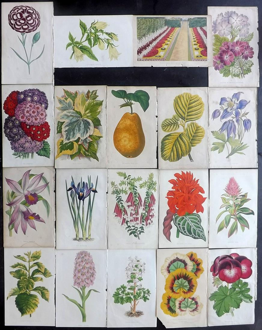 Hibberd, James Shirley C1870 Lot of 19 Botanical Prints: Woodblocks Published 1858-80 by Groombridge & Sons, London for "The Floral World and Garden Guide" by James Shirley Hibberd. Paper Size: 8 x 5 inch (21 x 13cm) One with chip to margin, some with margi