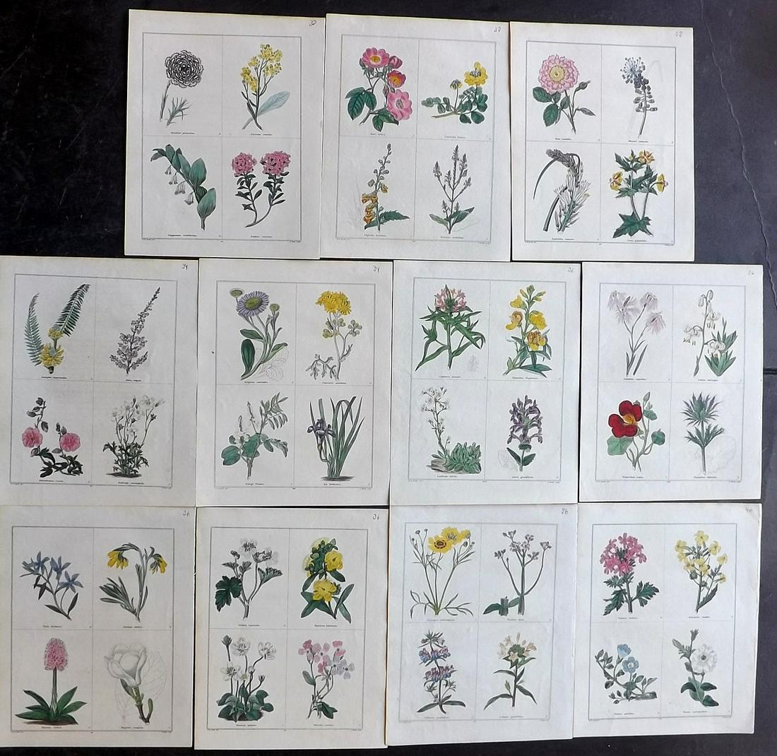 Maund, Benjamin Lot of 11 HCol Botanical Prints (1 of 2)