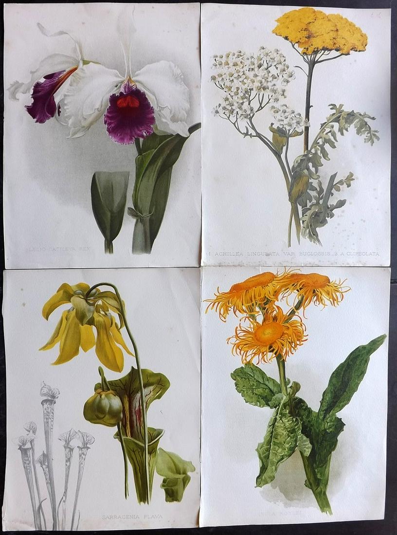 Moon, H. G. 1903 Lot of 4 Antique Botanical Prints (1 of 2)