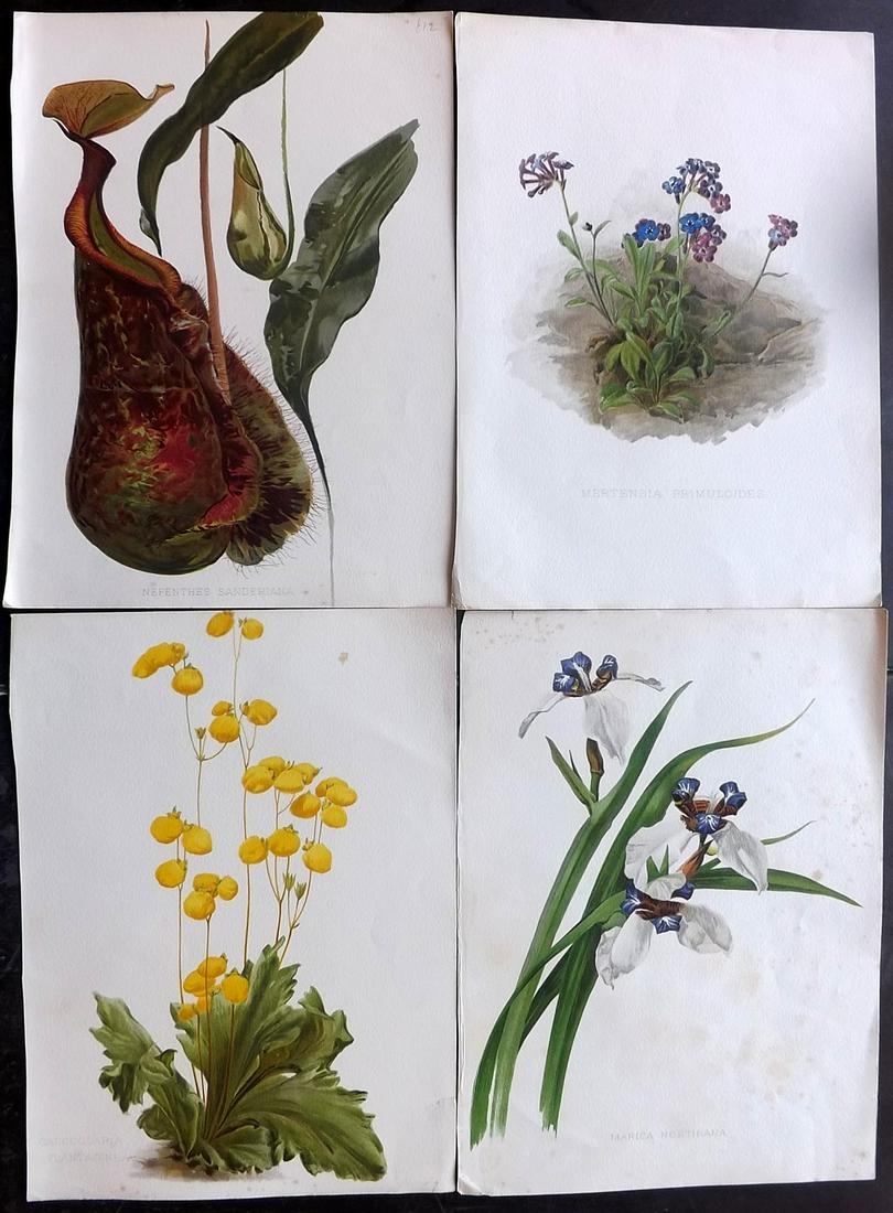 Moon, H. G. 1903 Lot of 4 Antique Botanical Prints (1 of 2)