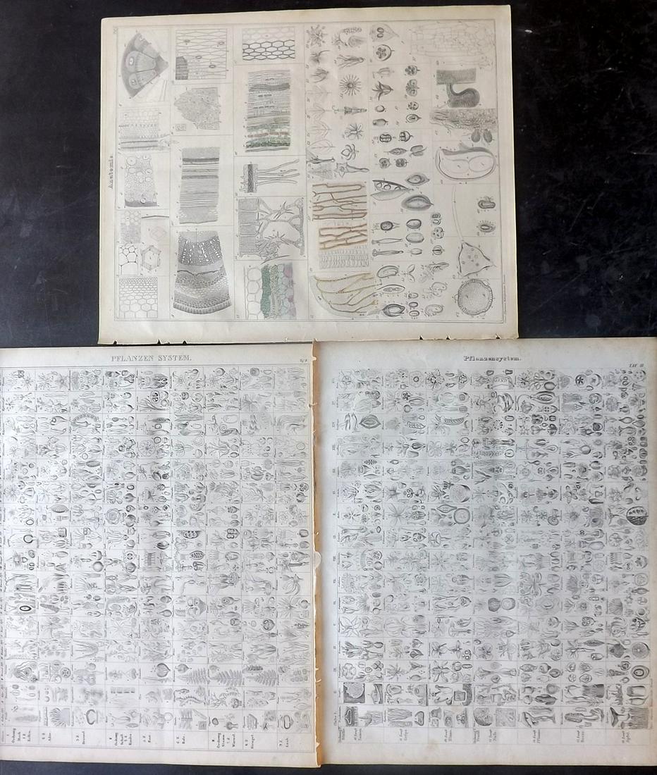 Oken, Lorenz 1843 Lot of 3 Botanical Prints (1 of 2)