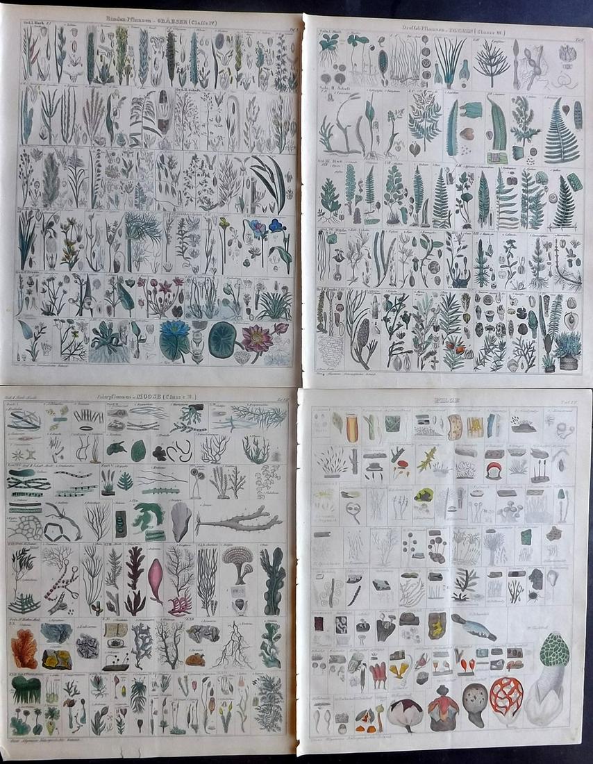 Oken, Lorenz 1843 Lot of 4 Hand Col Botanical Prints (1 of 2)