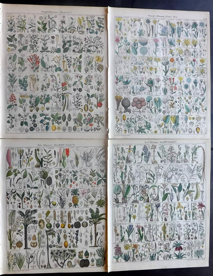 Oken, Lorenz 1843 Lot of 4 Hand Col Botanical Prints (1 of 2)