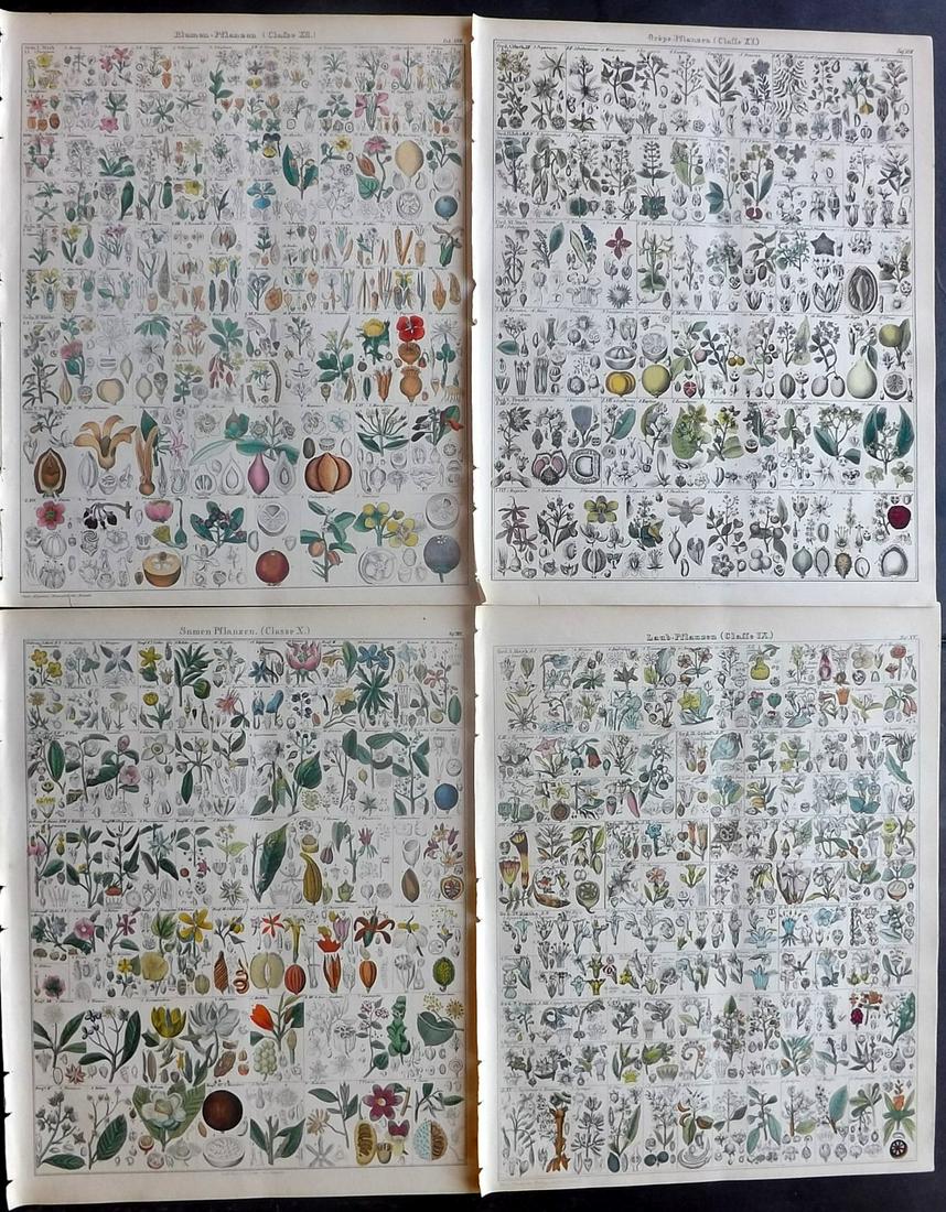 Oken, Lorenz 1843 Lot of 4 Hand Col Botanical Prints (1 of 2)