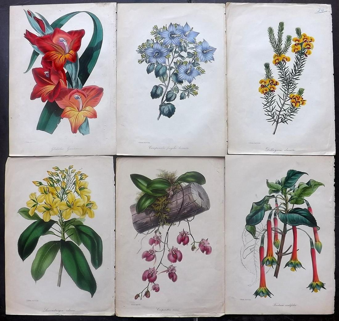 Paxton, Joseph C1840 Lot of 6 Hand Col Botanical Prints (1 of 2)