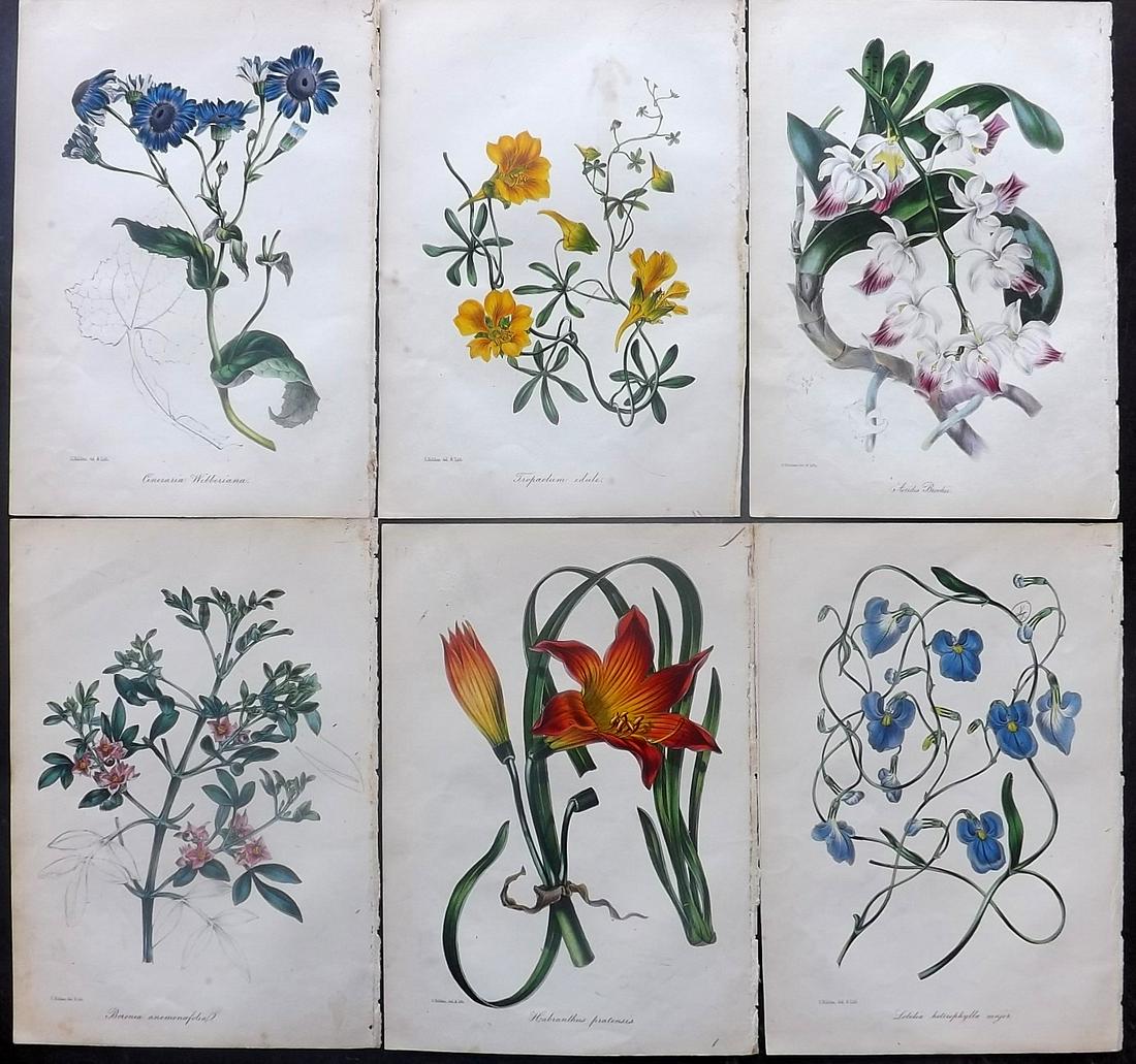 Paxton, Joseph C1840 Lot of 6 Hand Col Botanical Prints (1 of 2)
