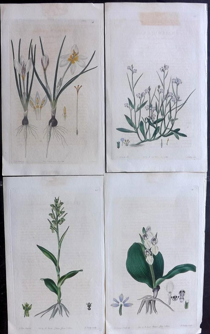 Sweet, Robert 1820's Lot of 4 HCol Botanical Prints: Hand Coloured Etchings Published 1827-38, London for "The British Flower Garden..." by Robert Sweet. With accompanying descriptive text. Paper Size: 10 x 6 inch (25 x 16cm) Minor toning/background tex
