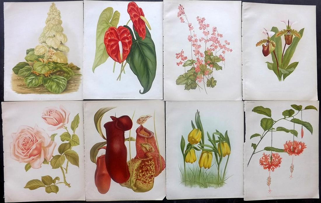 The Garden C1890 Lot of 8 Botanical Prints (1 of 2)