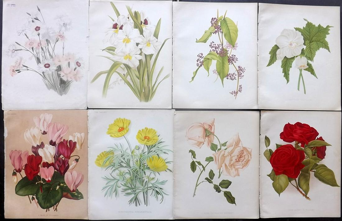 The Garden C1890 Lot of 8 Botanical Prints: Chromolithographs Published 1872-1927, London for "The Garden. An Illustrated Weekly Journal of Horticulture in all its Branches" Edited by William Robinson and others. Paper Size: 11.5 x 9 inch (29 x