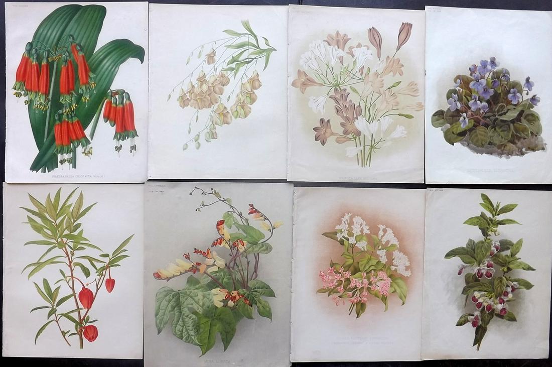 The Garden C1890 Lot of 8 Botanical Prints: Chromolithographs Published 1872-1927, London for "The Garden. An Illustrated Weekly Journal of Horticulture in all its Branches" Edited by William Robinson and others. Paper Size: 11.5 x 9 inch (29 x