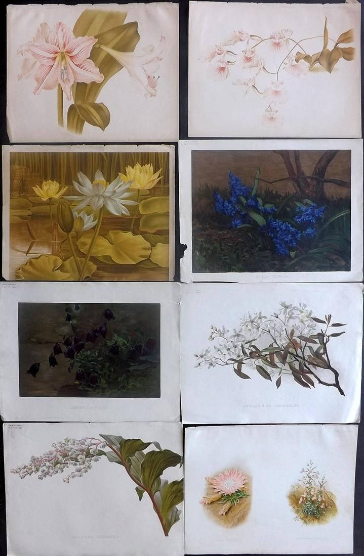 The Garden C1890 Lot of 8 Botanical Prints: Chromolithographs Published 1872-1927, London for "The Garden. An Illustrated Weekly Journal of Horticulture in all its Branches" Edited by William Robinson and others. Paper Size: 11.5 x 9 inch (29 x