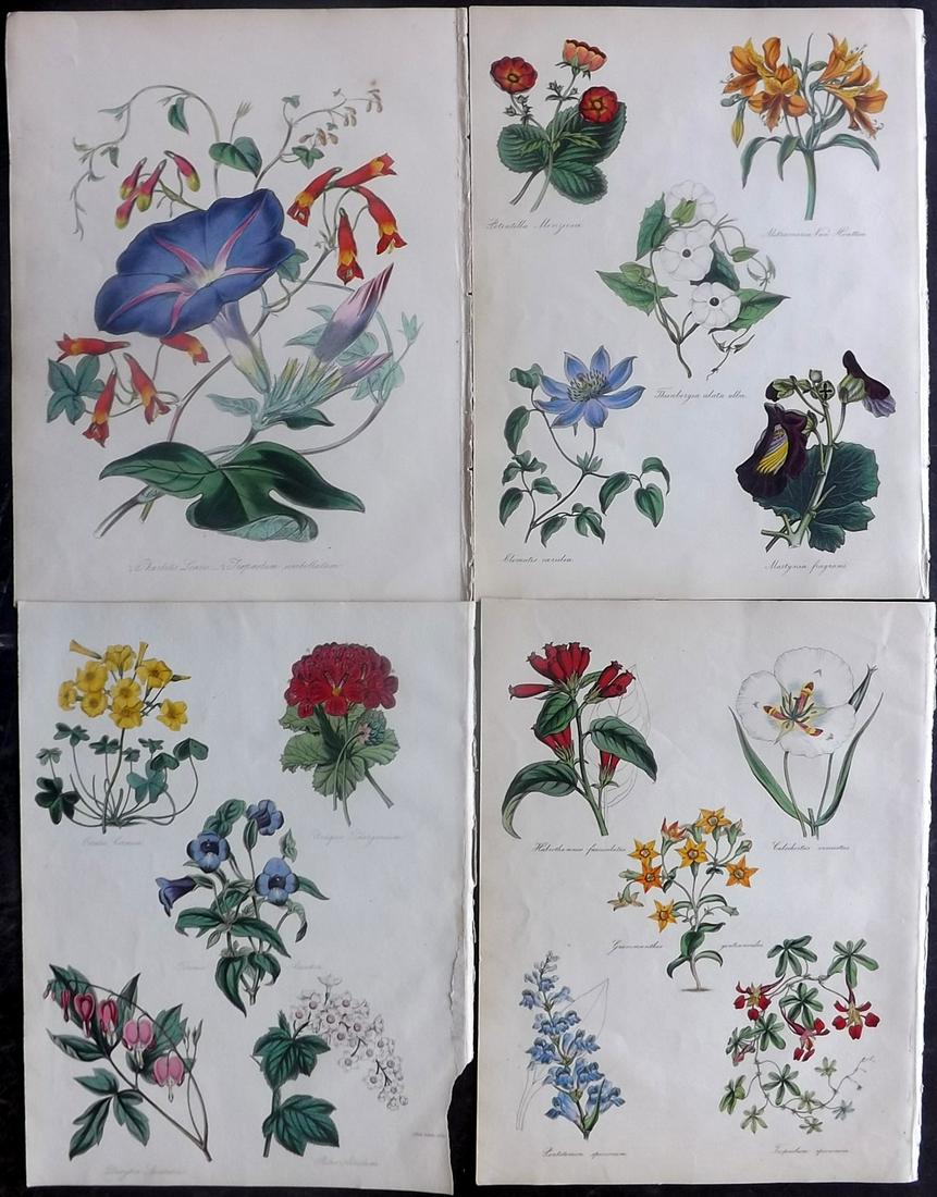 Thompson, William 1852 Lot of 4 HC Botanical Prints (1 of 2)
