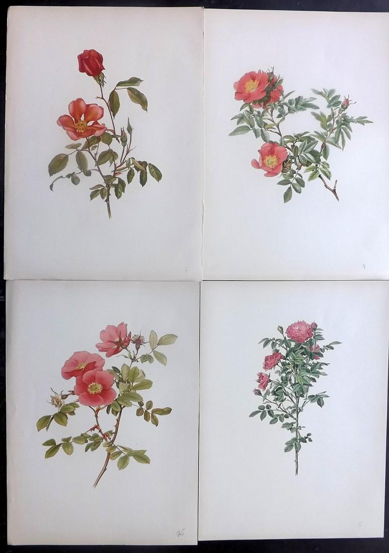 Willmott, Ellen 1914 Lot of 4 Folio Rose Prints: Chromolithographs Published 1914, London for "The Genus Rosa" by Ellen Willmott. Paper Size: 14.5 x 10.5 inch (37 x 27cm) Good Condition