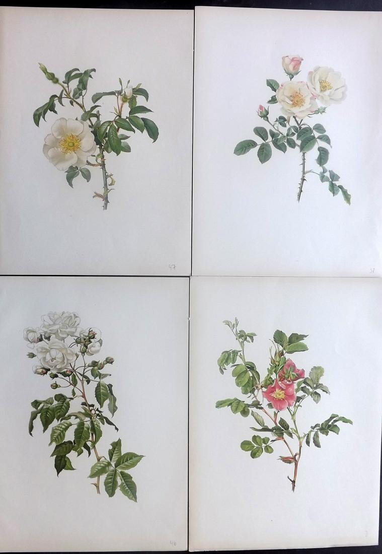 Willmott, Ellen 1914 Lot of 4 Folio Rose Prints: Chromolithographs Published 1914, London for "The Genus Rosa" by Ellen Willmott. Paper Size: 14.5 x 10.5 inch (37 x 27cm) Good Condition