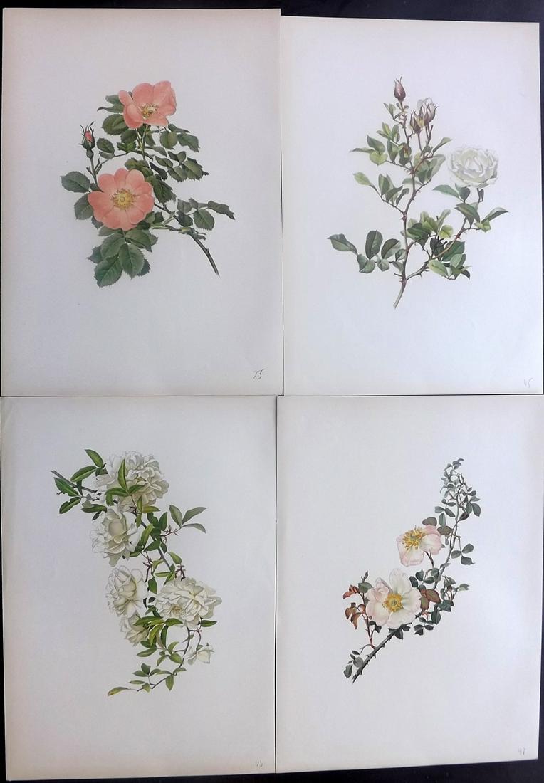 Willmott, Ellen 1914 Lot of 4 Folio Rose Prints: Chromolithographs Published 1914, London for "The Genus Rosa" by Ellen Willmott. Paper Size: 14.5 x 10.5 inch (37 x 27cm) Good Condition