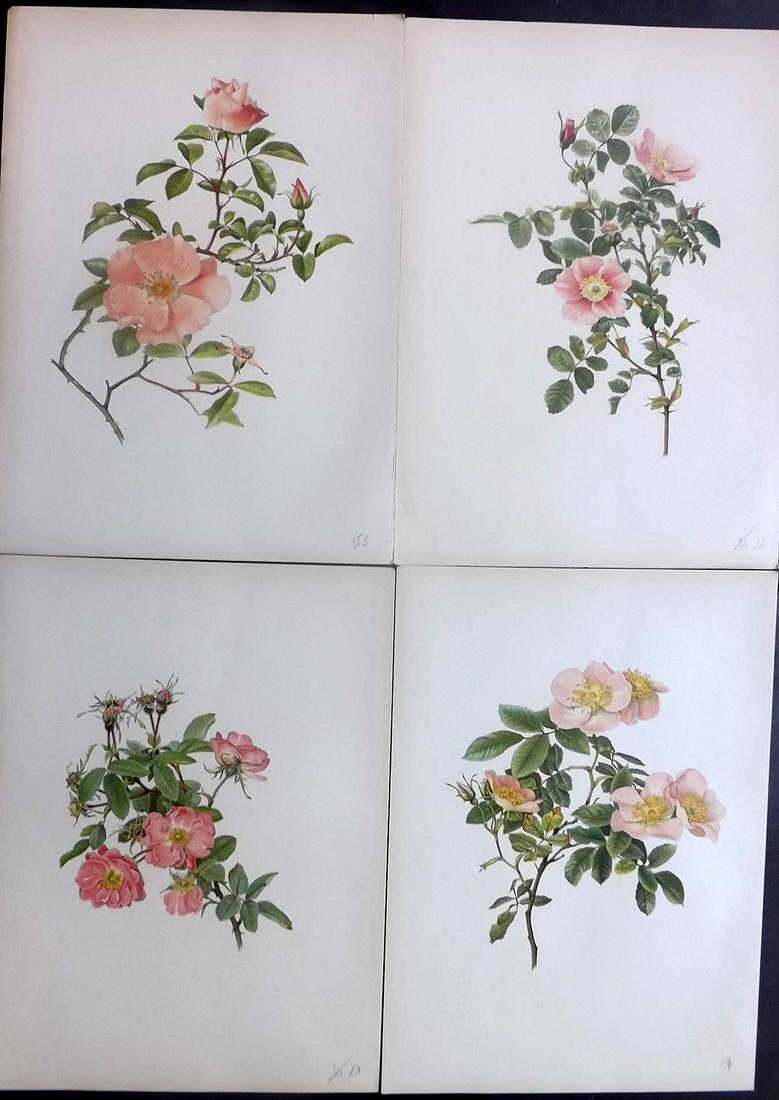 Willmott, Ellen 1914 Lot of 4 Folio Rose Prints: Chromolithographs Published 1914, London for "The Genus Rosa" by Ellen Willmott. Paper Size: 14.5 x 10.5 inch (37 x 27cm) Good Condition