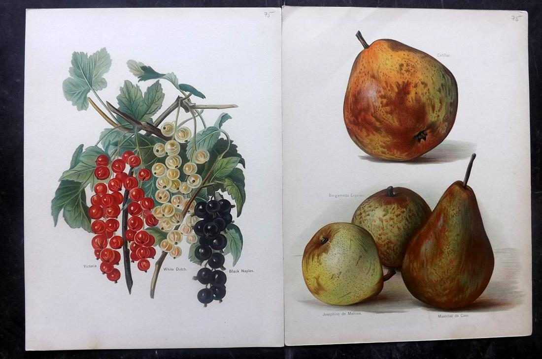 Wright, John 1894 Pair of Antique Fruit Prints (1 of 1)