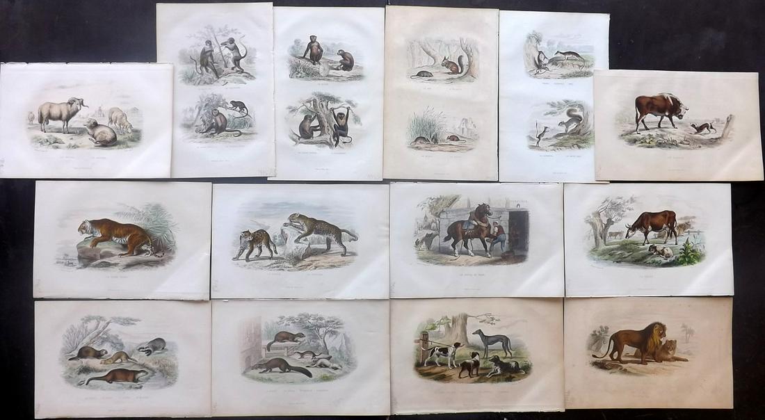 Buffon & Cuvier C1850 Lot of 14 Hand Col Prints (1 of 2)