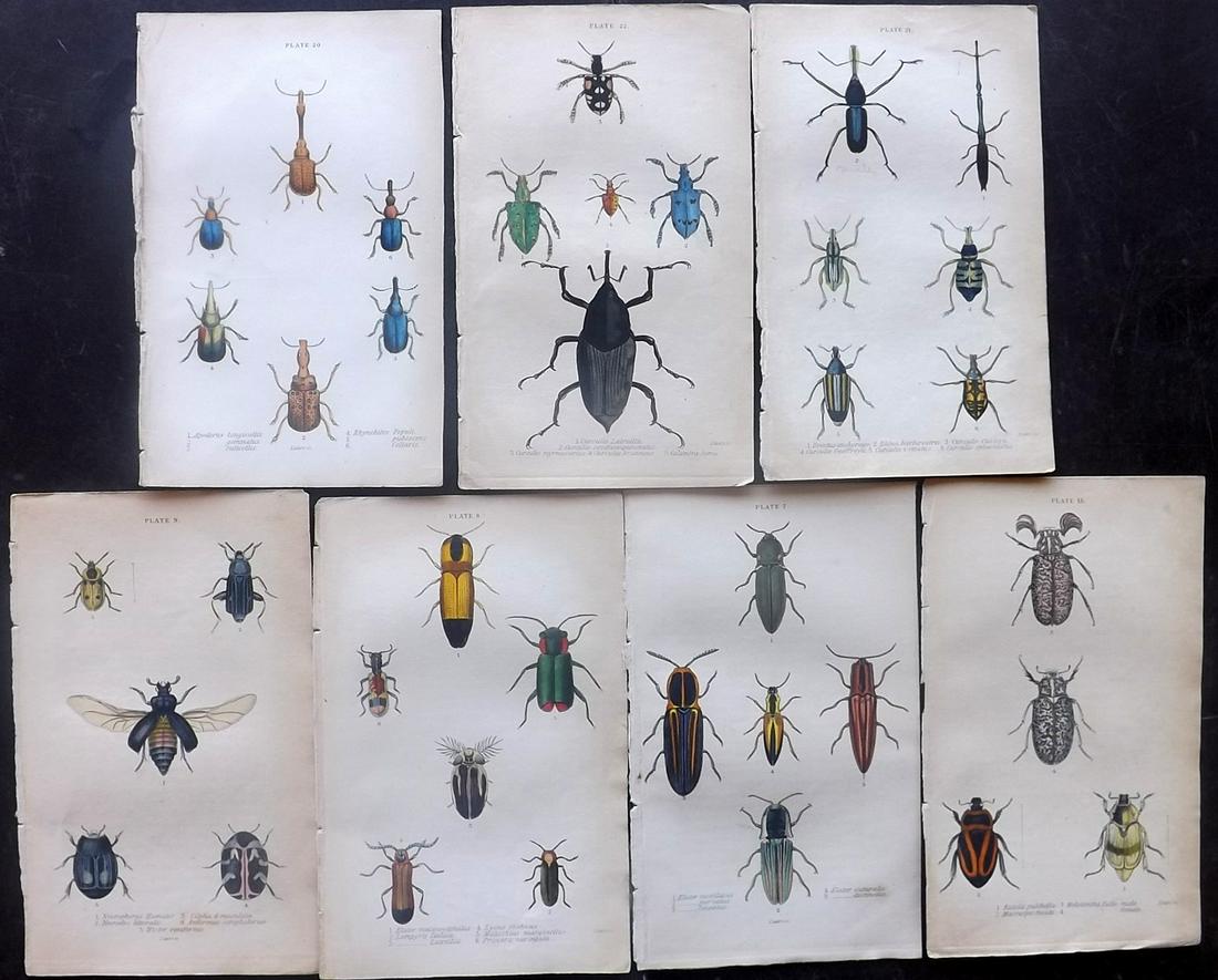 Jardine, William C1840 Lot of 7 Hand Col Prints Beetles (1 of 2)