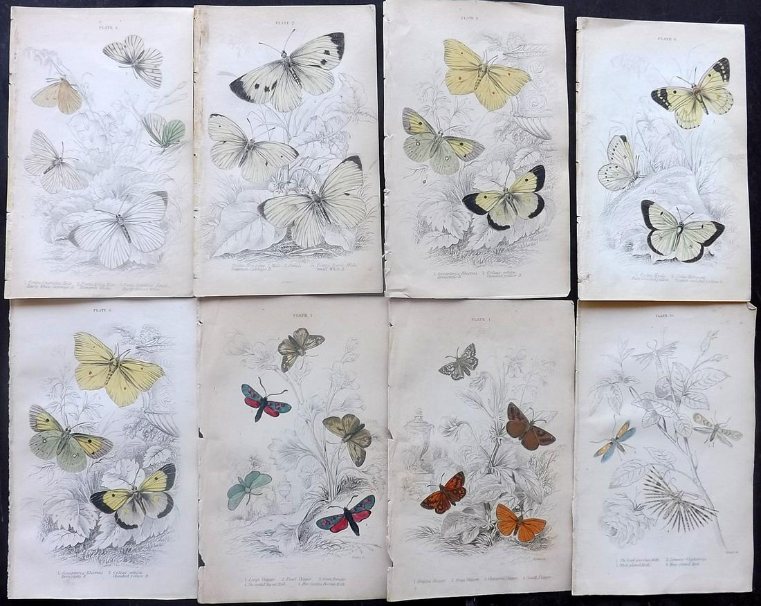 Jardine, William C1840 Lot of 8 Butterflies, Moths (1 of 2)
