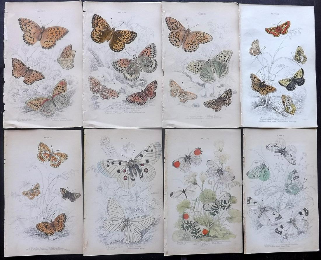Jardine, William C1840 Lot of 8 HC Prints. Butterflies (1 of 2)