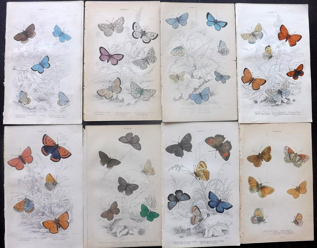 Jardine, William C1840 Lot of 8 HC Prints. Butterflies (1 of 2)