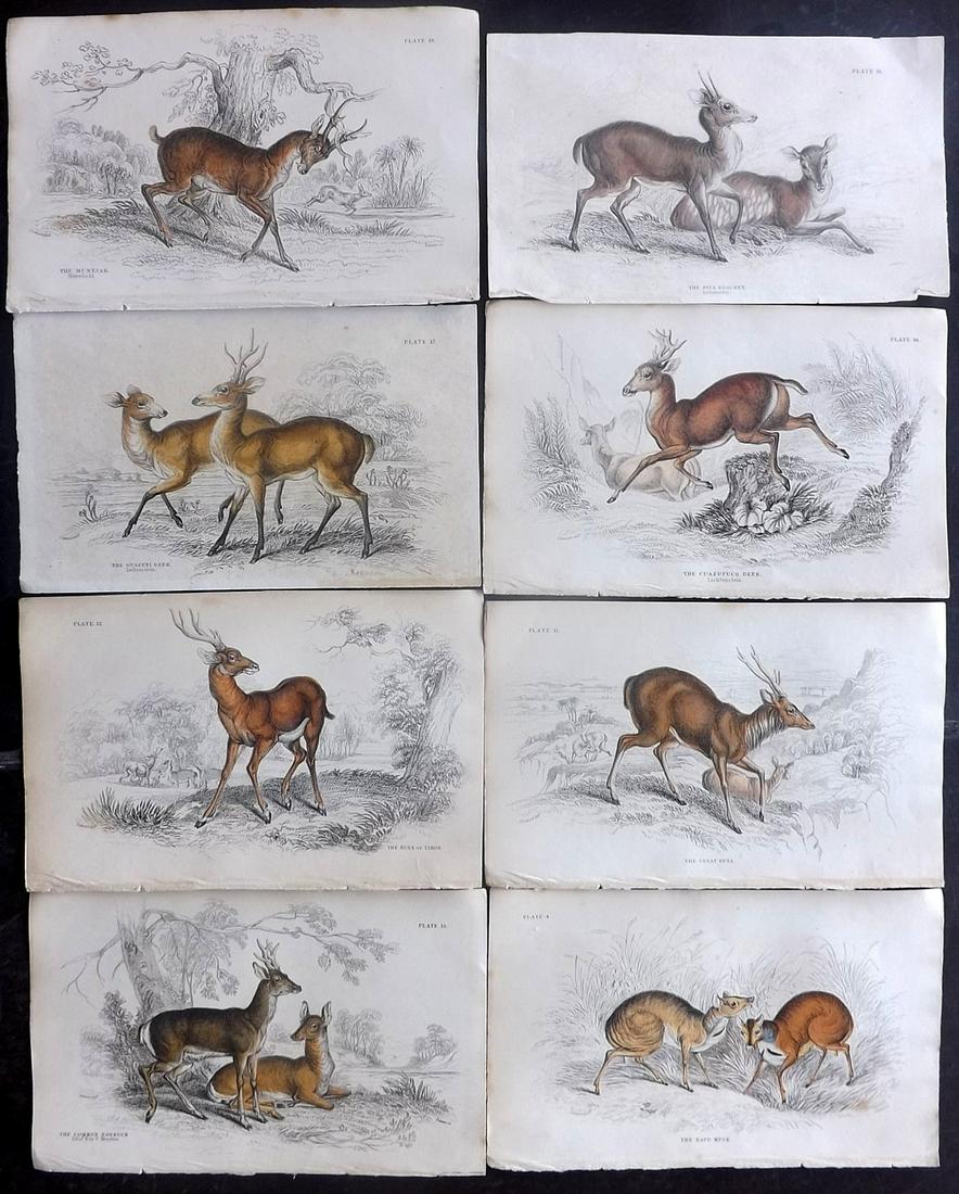 Jardine, William C1840 Lot of 8 HC Prints. Deer etc (1 of 2)