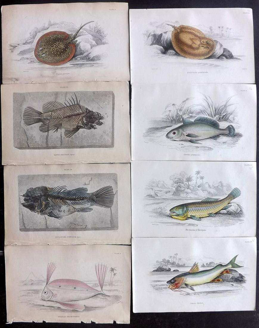 Jardine, William C1840 Lot of 8 HC Prints. Fish (1 of 2)