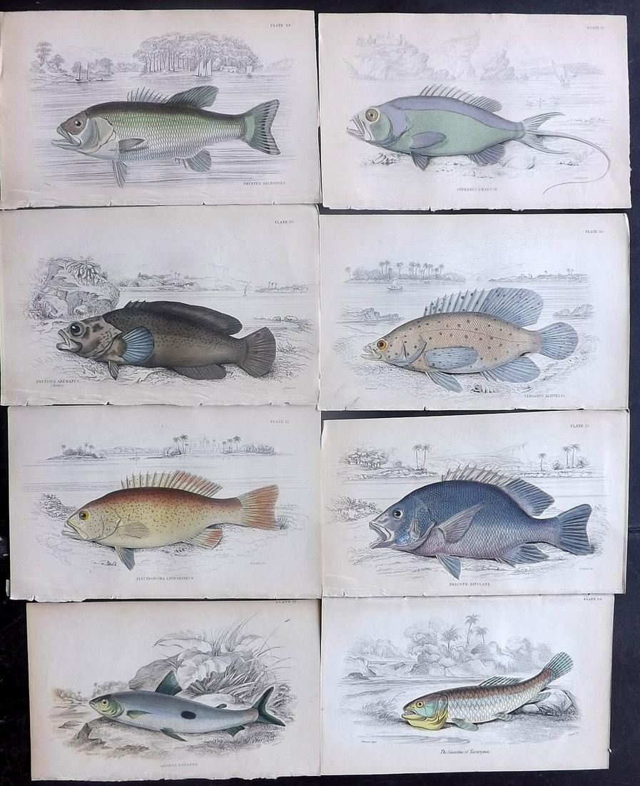 Jardine, William C1840 Lot of 8 HC Prints. Fish (1 of 2)
