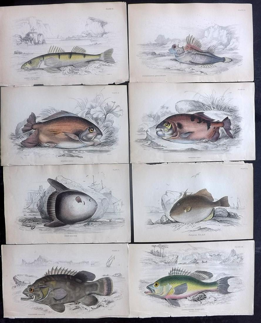 Jardine, William C1840 Lot of 8 HC Prints. Fish (1 of 2)