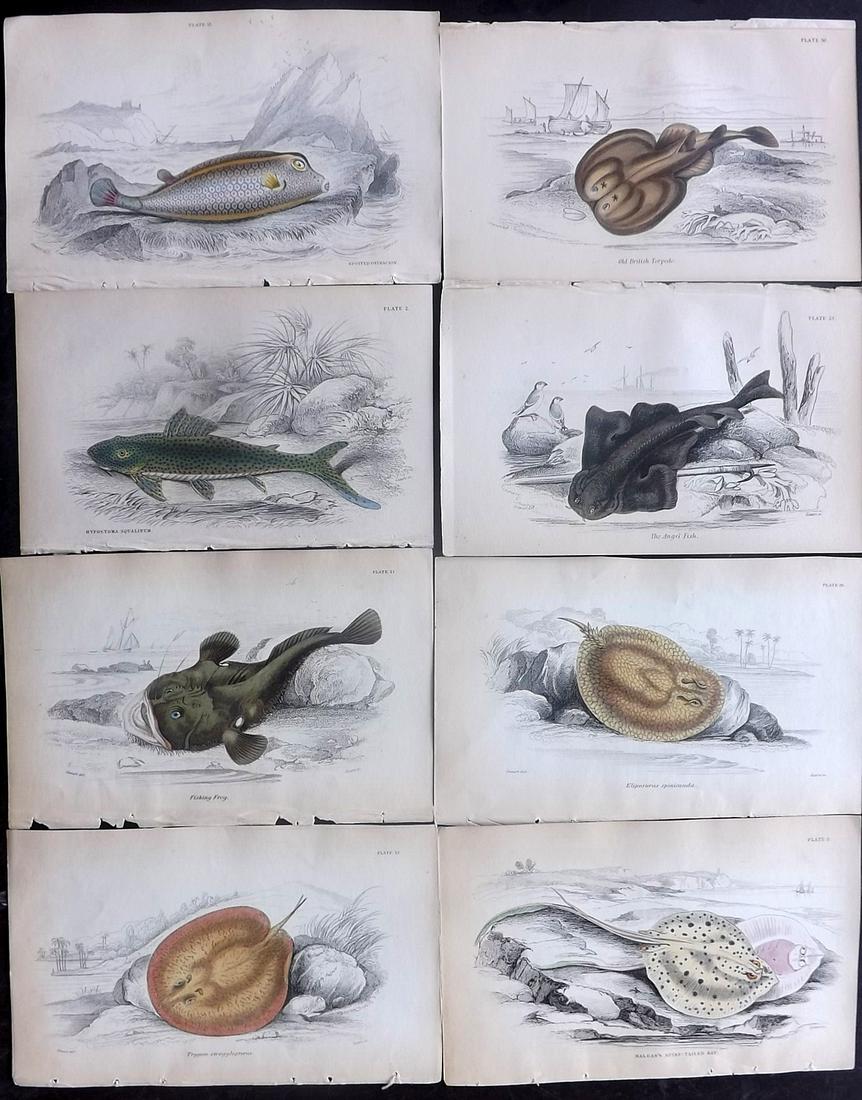 Jardine, William C1840 Lot of 8 HC Prints. Fish (1 of 2)