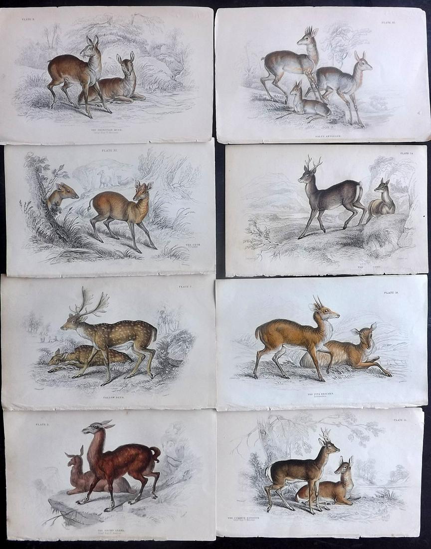 Jardine, William C1840 Lot of 8 HC. Deer, Antelope (1 of 2)