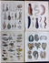 Oken, Lorenz 1843 Lot of 12 Hand Col Prints. Sea Life - 2