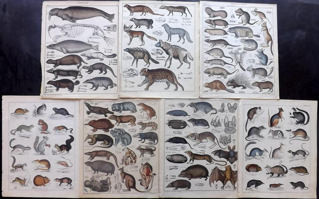 Oken, Lorenz 1843 Lot of 7 Hand Col Animal Prints (1 of 2)