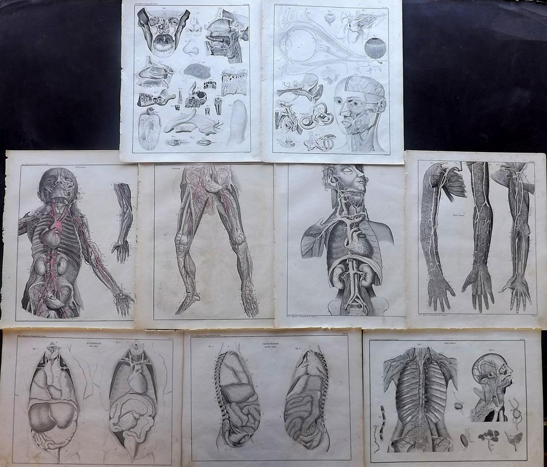 Oken, Lorenz 1843 Lot of 9 Prints. Human Anatomy (1 of 2)