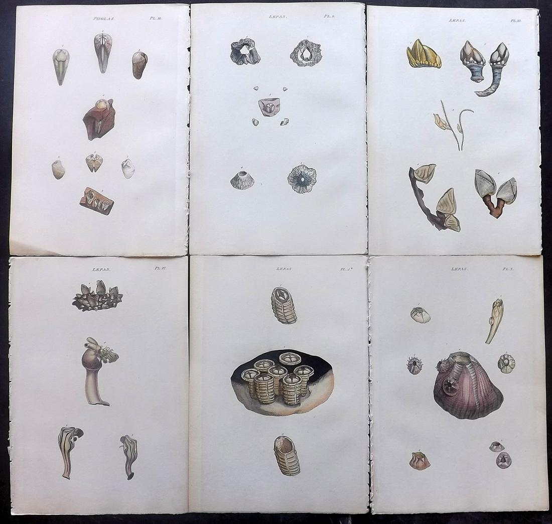 Wood, William 1835 Lot of 6 Hand Col Shell Prints (1 of 2)