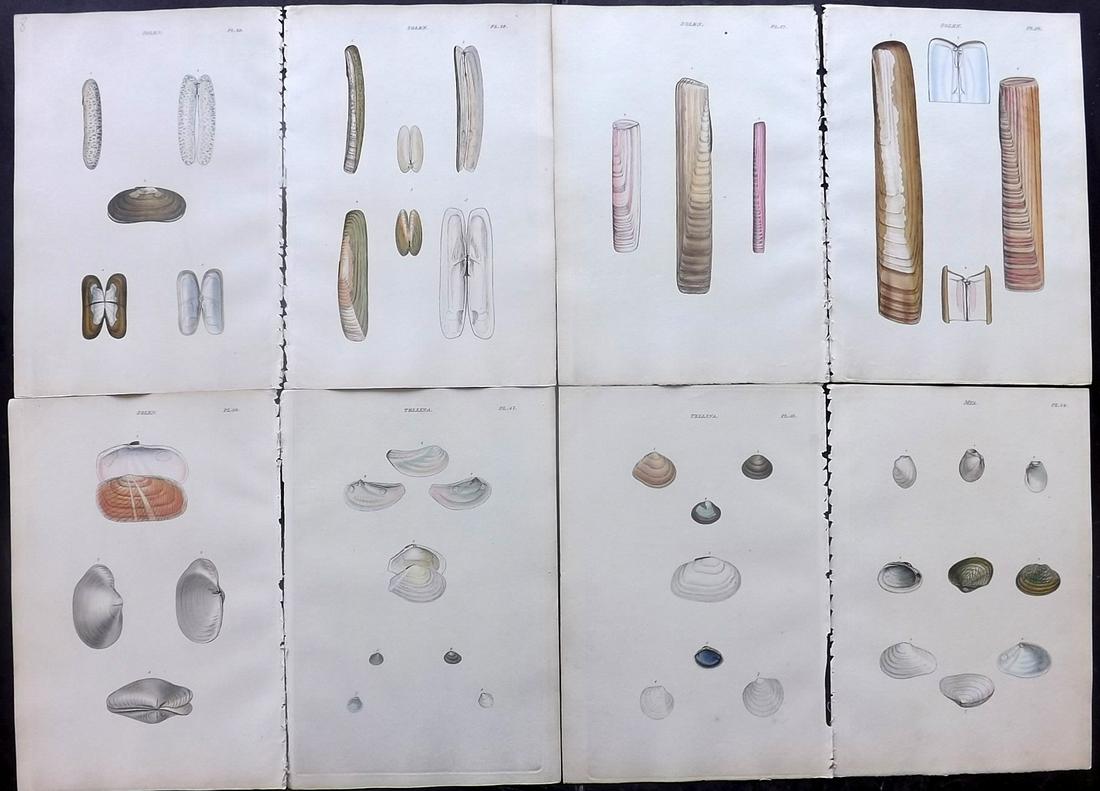 Wood, William 1835 Lot of 8 Hand Col Shell Prints (1 of 2)