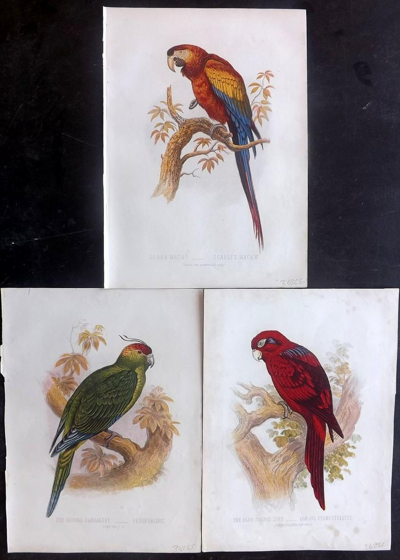 Jones, Thomas Rymer 1869 Lot of 3 Bird Prints. Parrots (1 of 2)