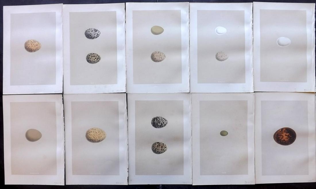 Morris, Francis 1875 Lot of 10 Bird Egg Prints: Woodblocks Published 1875, London for "A Natural History of the Nests and Eggs of British Birds" By the Rev. Francis Orpen Morris, printed Benjamin Fawcett. Most Plates printed in colours and finished